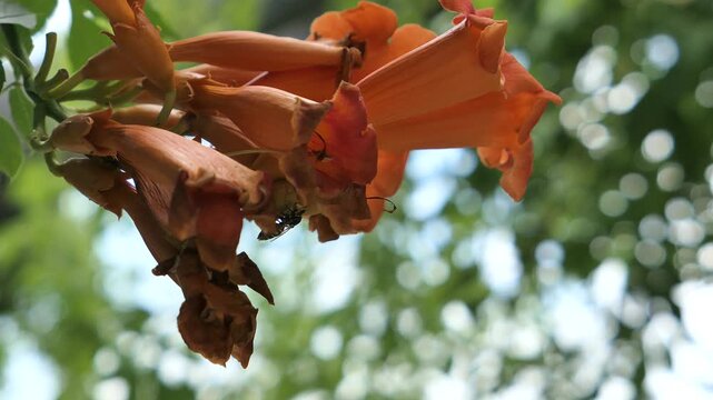Video of dark orange to red coloured trumpet shaped flowers of Trumpet Vine plant, latin name Campsis Radicans, gently moving in light summer wind. Flowers in forefront are allready fading.