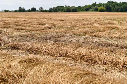 A ground-level view shows cut stalks of oilseed rape arranged in parallel rows across a harvested field. The swathed Brassica napus crop lies drying under a partly cloudy sky.