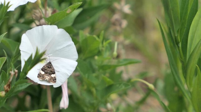 Short video of small sized moth is sucking nectar from white blossoming flower of Field Bindweed, latin name Convolvulus Arvensis, summer cloudy day, gentle wind.