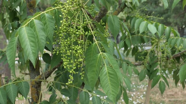 Video of a branch with green leaves and small green round fruit called drupes of Chinese Lacquer Tree, latin name Toxicodendron vernicifluum, swinging in summer breeze. 