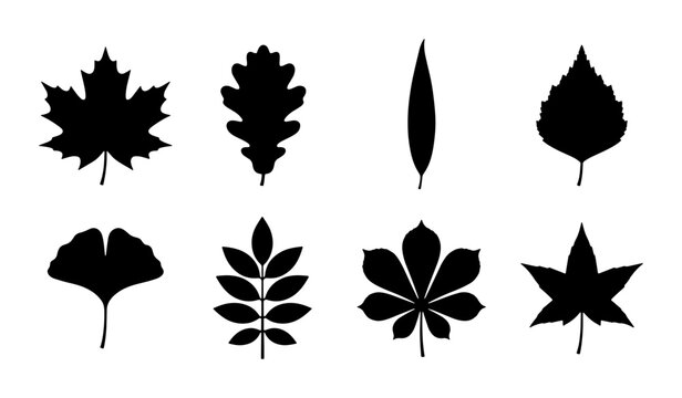 Diverse Black Leaf Silhouettes Collection, Vector Icons for Nature and Autumn Design Elements