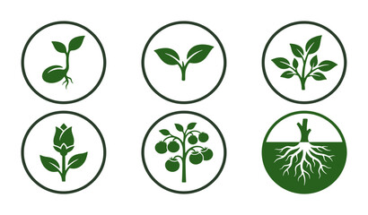 Green plant growth icon set collection , set of 6 organic seedling and sprout vector symbols, botanical life stage illustrations for gardening and agriculture © Sajid