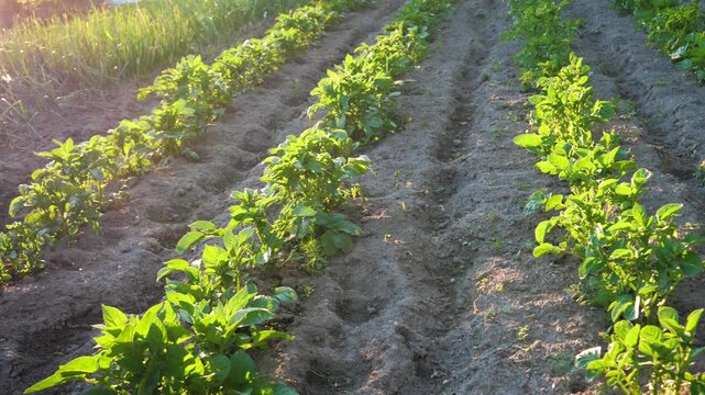 Fresh green potato plants growing in cultivated rows on an agricultural field in warm glow of setting sun. Organic farming and food production in lush, fertile garden environment. Growing organic food