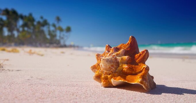 Sea shell on tropical caribbean beach shore and sea video