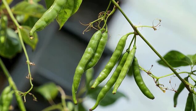 Incredible high resolution 4K macro tilt shot scanning immature green spice pods dangling from a tropical vine highlighting the glossy smooth skin patterns and raw agricultural beauty of a vanilla