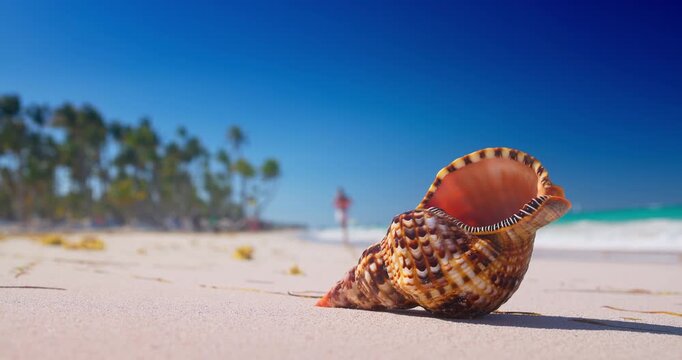 Sea shell on tropical caribbean beach shore and sea summertime