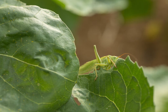 Green bush cricket peeking over a leaf edge in a garden
