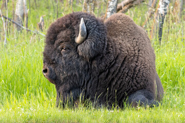 bison laying down in green pasture showing the side of his face. detailed image of head, fur, eye, nose horn © Amy