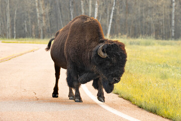 bison walking on road in elk island national park Alberta © Amy