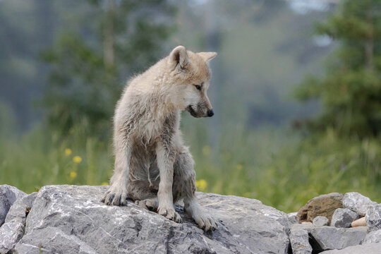 arctic wolf pup sitting on rock wet after a swim on a summer day