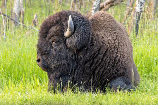 bison laying down in green pasture showing the side of his face. detailed image of head, fur, eye, nose horn