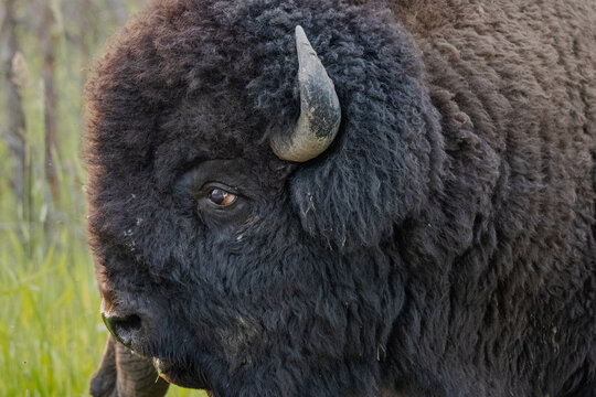 close up side profile of bisons face showing detailed fur, eyeball, horn, and nose. Taken at elk island national park