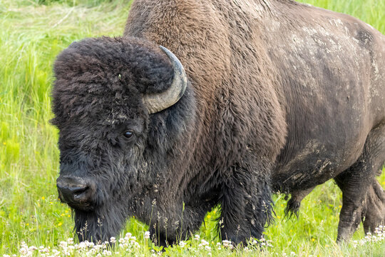 close up bison grazing in green pasture at elk island national park