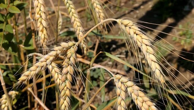 Cinematic 4K macro footage of ripe golden wheat ears field highlighting grain textures sunlight reflections natural agricultural beauty farming nature stock 