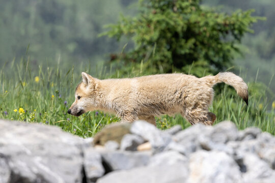 arctic wolf pup side profile sneaking across rocky terrain on summer day