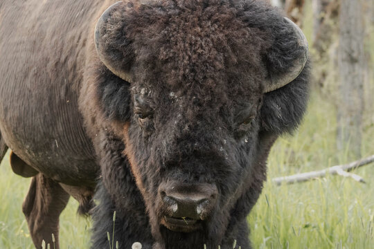 close up of bison face straight on showing eyes nose horns