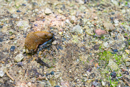 Large brown slug crawling on wet soil after rain in garden path