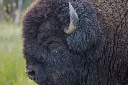 close up of side of bisons face showing eye and horn