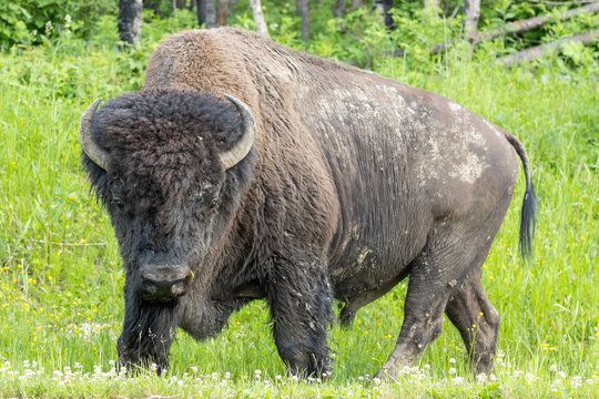 bison standing side profile in green field at elk island national park