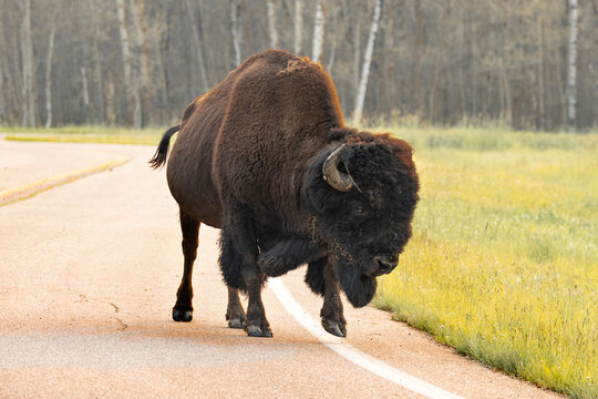 bison walking on road in elk island national park Alberta