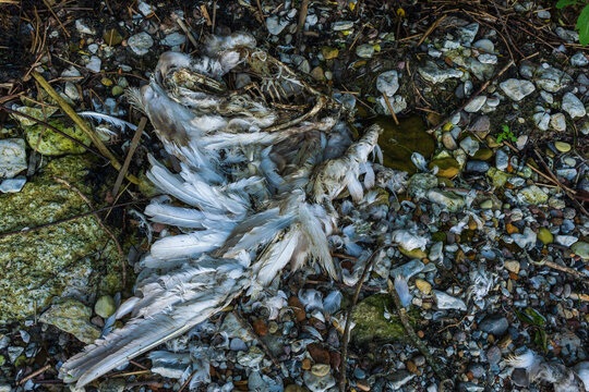 Dead seabird remains on rocky Baltic Sea shore