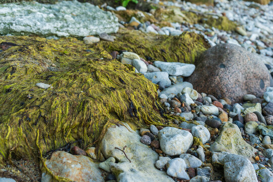 Wet green seaweed texture on rocky Baltic Sea shore