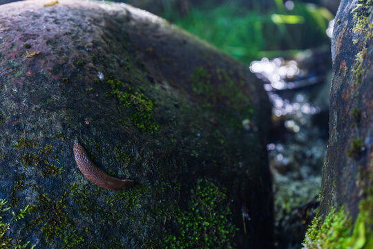 Slug resting on mossy stone in damp forest after rainfall