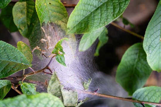 White webworm nest among green leaves as garden pest infestation