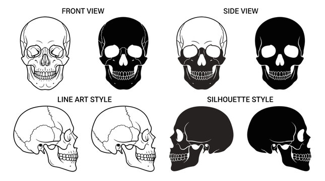 Illustration of human skulls in various views including front side and line art style