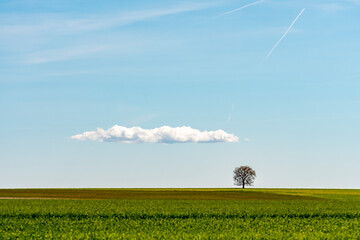 Tree stands alone on green field under clear blue sky with one cloud in the distance in the afternoon light © Luis