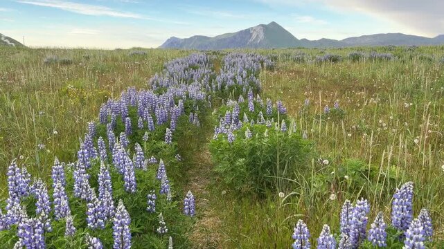 Walking hiking trail through fields of purple blooming lupine with mountains in the background