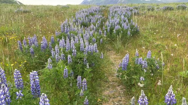 Walking hiking trail through fields of purple blooming lupine with mountains in the background