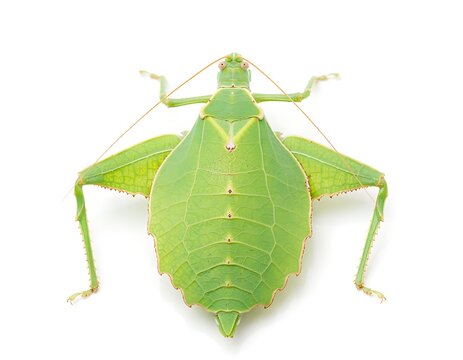 Phyllium Iyadaon Leaf Insect Isolated on Pure White Background