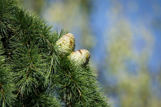 Two upright-growing, immature cedar cones (Cedrus) nestled among dense green needles against a softly blurred blue sky in bright summer daylight.
