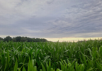 Fototapeta premium Green corn field under dramatic cloudy sky at sunset.