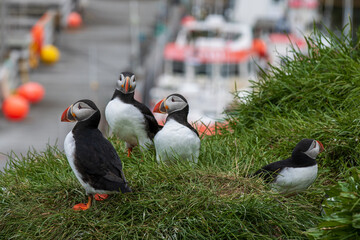 Fototapeta premium Atlantic puffin in Iceland