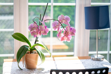 Pink Orchid in Bloom on a Sunlit Table Near Window in Modern Home Interior © Slizo