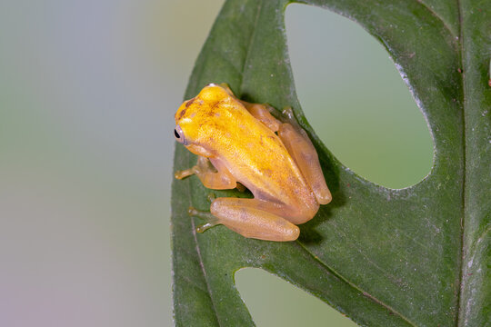 Close-up of a yellow Philautus vittiger frog sitting on a leaf with holes in, Indonesia