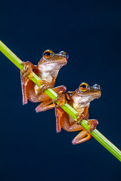 Close-up of two  Harlequin tree frogs (Rhacophorus pardalis) sitting on a branch side by side, Indonesia