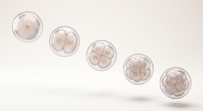 Embryo Development Sequence From Zygote To Morula Biology Layout