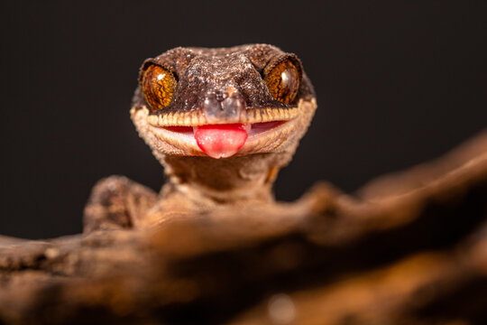 Close up of a Papua giant banded gecko (Cyrtodactylus louisiadensis) sticking out its tongue, Indonesia