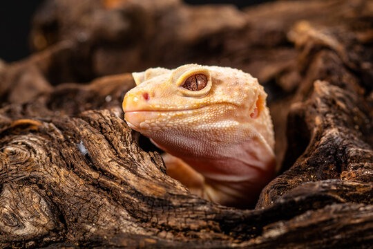 Close-up of a common leopard gecko (Eublepharis macularius) hiding in a tree branch in a cage