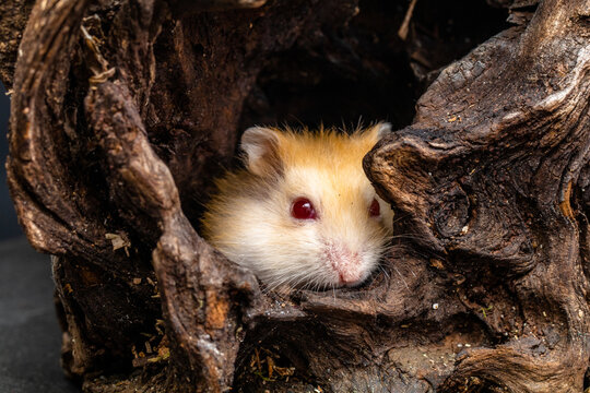 Close-up of a Roborovski hamster hiding in a hole in a piece of wood