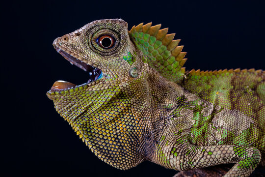 Close-up side view of a Chameleon Forest Dragon (Gonochephalus chamaeleontinus), Indonesia