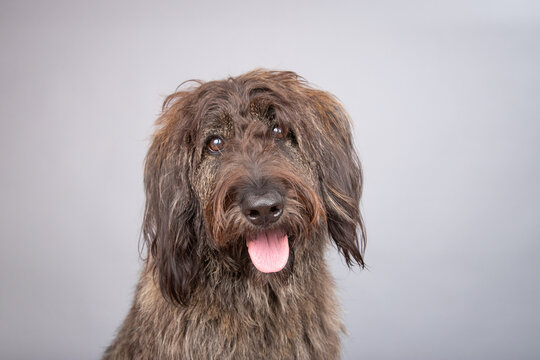 Close-up portrait of a shaggy brown shepadoodle with it's tongue out sitting in front of a grey background