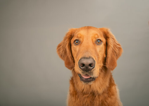 Close-up portrait of a rust coloured golden retriever sitting in front of a grey background