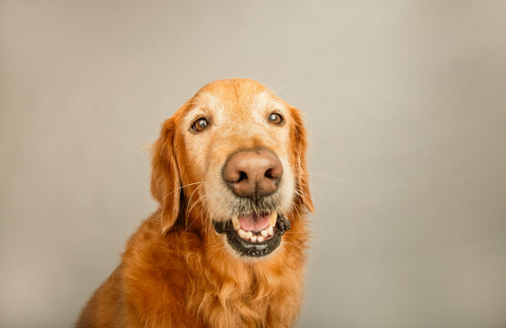 Close-up portrait of a senior rust coloured golden retriever sitting in front of a grey background