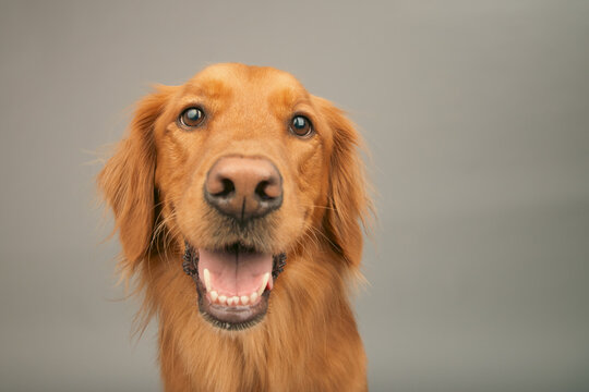 Close-up portrait of a rust coloured golden retriever dog sitting in front of a grey background