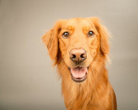 Close-up portrait of a rust coloured golden retriever dog sitting in front of a grey background