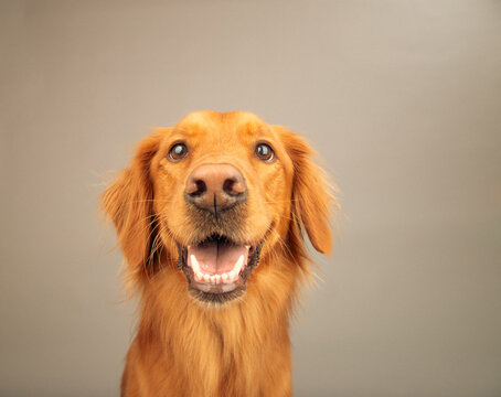 Close-up portrait of a rust coloured golden retriever dog sitting in front of a grey background